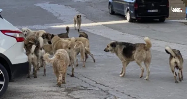 Kahramanmaraş Milletvekili: 'Sahipsiz Hayvan Kalmayacak'