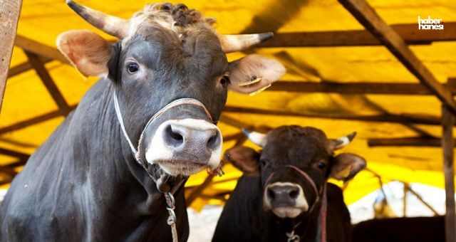 Kahramanmaraş'ta 55 Yaşındaki Besici Dananın Tepmesi Sonucu Hayatını Kaybetti