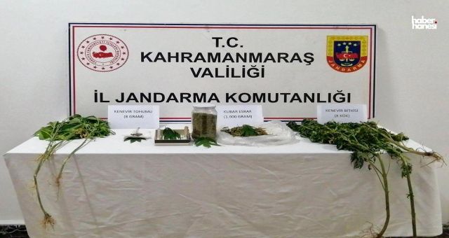 Kahramanmaraş'ta Kenevir Yetiştiren 69 Yaşındaki Şahıs Gözaltına Alındı
