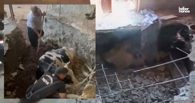 Kahramanmaraş'ta Bodruma Sıkışan Hayvan İtfaiye Ekiplerince Kurtarıldı!