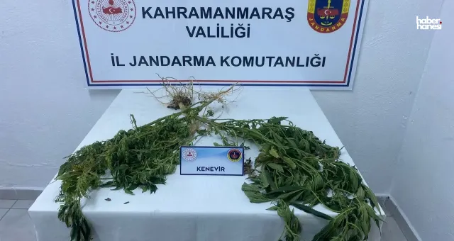Kahramanmaraş'ta Kenevir Yetiştiren Şahıs Jandarma Tarafından Yakalandı