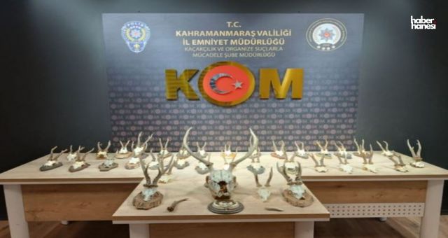 Kahramanmaraş’ta Yasa Dışı Avcılığa Darbe: 34 Karaca ve 1 Kızıl Geyik Boynuzları Ele Geçirildi