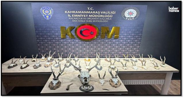 Yasa Dışı Avcılığa Karşı Kahramanmaraş’ta Büyük Baskın: Kaçak Karaca ve Geyik Trofeleri Yakalandı