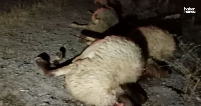 Kahramanmaraş'ta Koyun Sürüsüne Çarpan Otomobil 7 Koyunu Telef Etti!