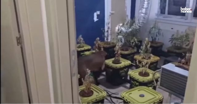 Kahramanmaraş'ta Narkoçelik-40 ile Zehir Tacirlerine Büyük Darbe!