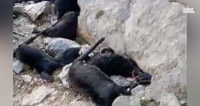Kahramanmaraş’ta Yıldırım Faciası: Çoban Yaşamını Yitirdi!