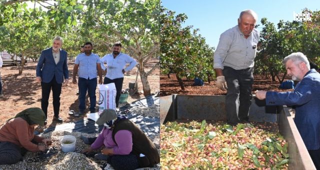 Başkan Görgel Pazarcık’ta Fıstık Hasadına Katıldı: “Pazarcık Fıstığı Tescil Yolunda”