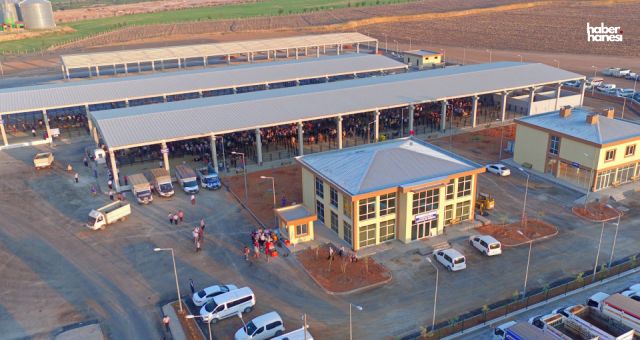 Kahramanmaraş'ta Canlı Hayvan Borsası, 25 Kasım Pazartesi Günü Kapalı Olacak