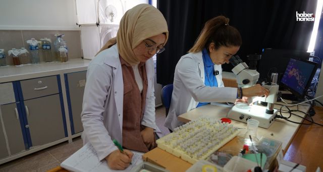 Kahramanmaraş'ta Halk Sağlığı İçin Sivrinek Türleri Laboratuvarda İnceleniyor!