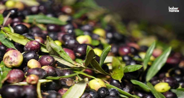 Kahramanmaraş’ta Zeytin Hasadı Başladı: Fabrikalar Yeniden Faaliyette!