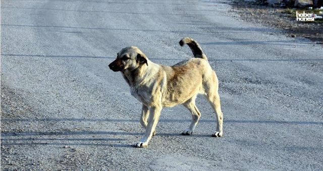 Hakkari'de Sahipsiz Köpekler Küçük Kızı Hayattan Kopardı!