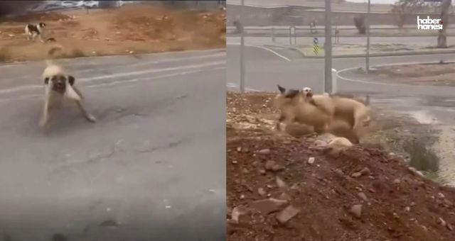 Kahramanmaraş’ta Sokak Köpekleri Tehlikesini Anlatmak İsterken Saldırıya Uğradı