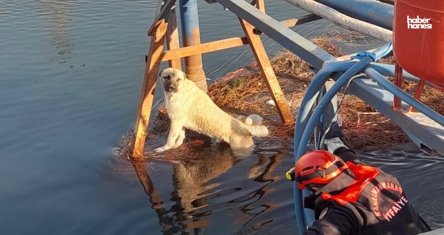 Kahramanmaraş'ta Su Kanalına Düşen Köpek İtfaiye Tarafından Kurtarıldı!