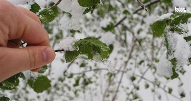 Kahramanmaraş’a Zirai Don Uyarısı: Çiftçiler Dikkatli Olmalı!