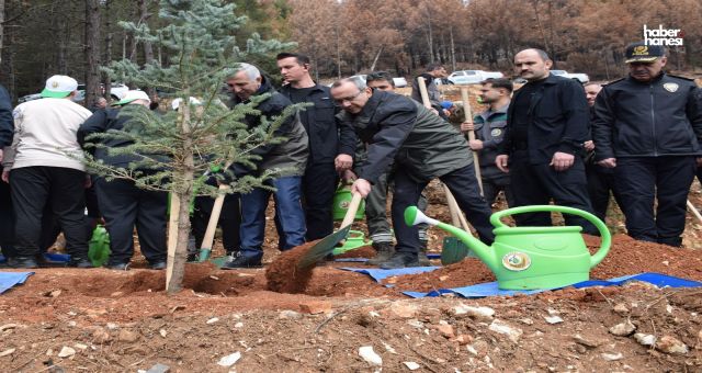 Orman Yangınlarının İzleri Siliniyor: Kahramanmaraş’ta Ağaçlandırma Hamlesi