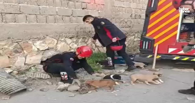 Kahramanmaraş’ta Su Giderine Sıkışan Yavru Köpekler Kurtarıldı!
