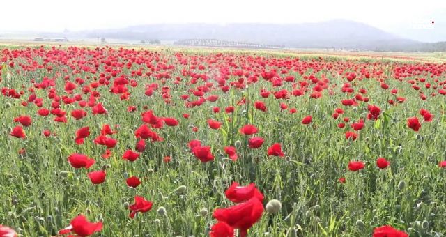 Kahramanmaraş’ta Baharın Müjdecisi Sümbül ve Gelincikler Açtı