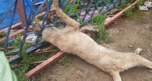 Kahramanmaraş'ta Korkuluğa Sıkışan Köpek İtfaiye Tarafından Kurtarıldı