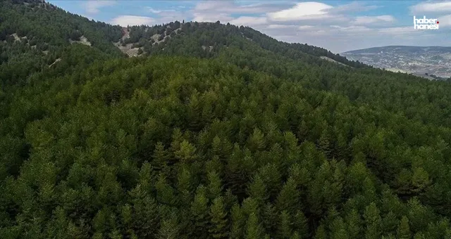 Kahramanmaraş’ta Ormanlara Giriş 5 Ay Yasaklandı: Ateş Yakan Yandı!