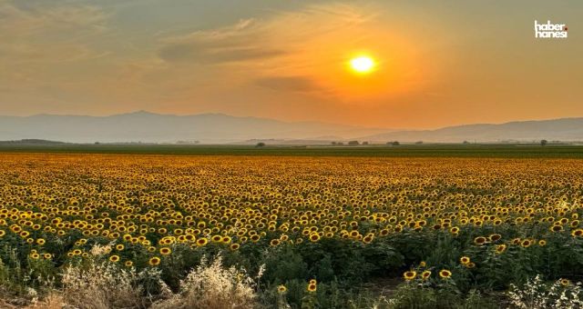 Kahramanmaraş’ta Ayçiçek Tarlaları Görsel Şölene Dönüştü