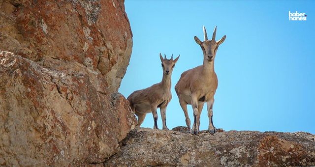 Kahramanmaraş’ta Yaban Keçisi Avı Pahalıya Patladı: Milyonluk Ceza