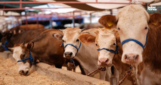 Kahramanmaraş’ta 2026 Kurbanlık Listesi Açıklandı: İşte Rakamlar