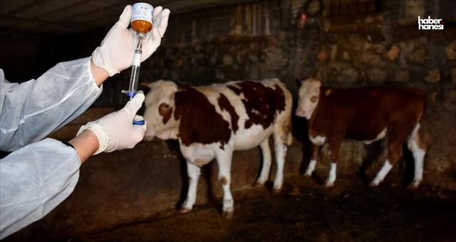 Kahramanmaraş Elbistan’da Şap Alarmı: 5 Mahalle Karantinaya Alındı