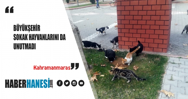 BÜYÜKŞEHİR SOKAK HAYVANLARINI DA UNUTMADI