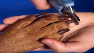 Köpek Tırnağı Nasıl Kesilir?