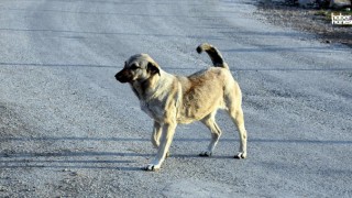 Hakkari'de Sahipsiz Köpekler Küçük Kızı Hayattan Kopardı!