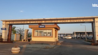 Kahramanmaraş’ta 2025 Kurbanlık Fiyatları Belirlendi