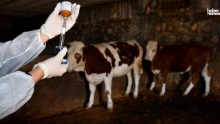Kahramanmaraş Elbistan’da Şap Alarmı: 5 Mahalle Karantinaya Alındı